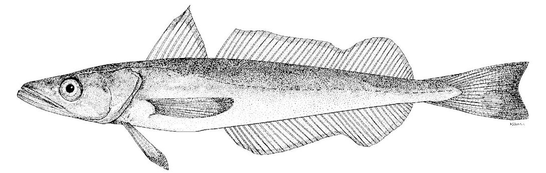 Merluccius paradoxus.jpg